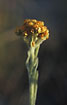 Foto af Gul Evighedsblomst (Helichrysum arenarium). Fotograf: 