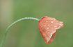 Photo ofCommon Poppy (Papaver rhoeas). Photographer: 