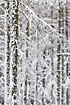 Larch trees after snowfall