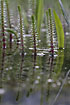 Mares-tail in a small pond