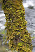 Treetrunk covered by Lungwort