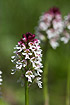 The rare Burnt Orchid