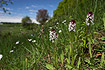 Slope with flowering burnt orchids