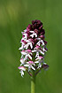 Inflorescence of a Burnt Orchid