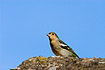 The endemic Madeiran race of Chaffinch
