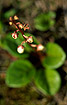 Photo ofRound-leaved Wintergreen (Pyrola rotundifolia ssp. maritima). Photographer: 