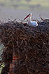 White Stork at its nest