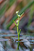 Photo ofLeast Bur-reed (Sparganium natans). Photographer: 