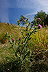 Photo ofWelted Thistle (Carduus acanthoides). Photographer: 