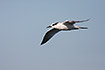 Young Sandwich Tern in flight