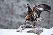Golden Eagle at a carcass
