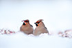 Waxwings collecting rowan berries on the snowcovered ground