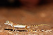 Photo ofMiddle Eastern Short-fingered Gecko or Dune Sand Gecko (Stenodactylus doriae). Photographer: 