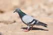Photo ofRock Pigeon (Columba livia). Photographer: 