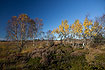Heathland with autumn colored aspen trees