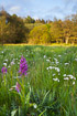 Rich fen with flowering western marsh orchids and marsh valerians