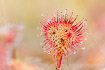 Leaf of the carnivorous plant round-leaved sundew