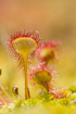 Leaves of the carnivorous plant round-leaved sundew