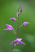 Photo ofRed Helleborine (Cephalanthera rubra). Photographer: 