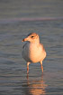 Ring-billed gull in evening light