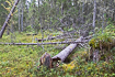 Old finnish forest with fallen trees