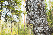 Photo ofDowny Birch (Betula pubescens). Photographer: 