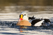 King eider male shaking of water