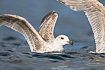 Photo ofHerring Gull (Larus argentatus). Photographer: 