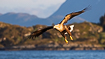 White-tailed eagle hunting in a Norwegian archipelago