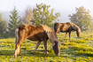 Grazing with horses creates variation in grassland nature