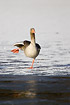 Greylag Goose standing on the ice while stretching one leg