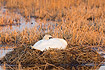 Mute Swan sleeping on the nest