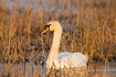 Mute Swan swimming among reeds in morning light