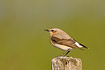 Northern Wheatear on fence post