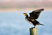Cormorant flapping its wings