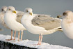 Photo ofHerring Gull (Larus argentatus). Photographer: 