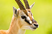 Foto af Thomsons Gazelle (Gazella rufifrons). Fotograf: 