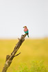 Lilac-breasted Roller perched on top of dead branch