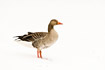 Greylag Goose standing in snow