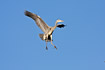 Grey Heron about to land