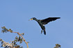 Cormorant about to land in tree