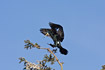 Cormorant landing in treetop