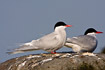 Arctic Tern on stone