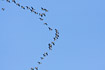 Migrating Barnacle Geese
