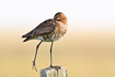 Black-tailed Godwit standing on one leg on fence post
