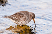 Purple Sandpiper searching for food