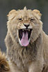 Lion young male yawns and shows teeth (captive)