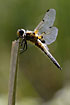 Four-spotted Chaser male guards its territory - backlight