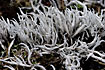 White-worm Lichen (Thamnolia vermicularis) grows on the ground