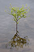 Photo ofNarrow-leaved Pepperwort (Lepidium ruderale). Photographer: 